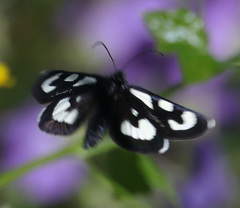 Alypia mariposa