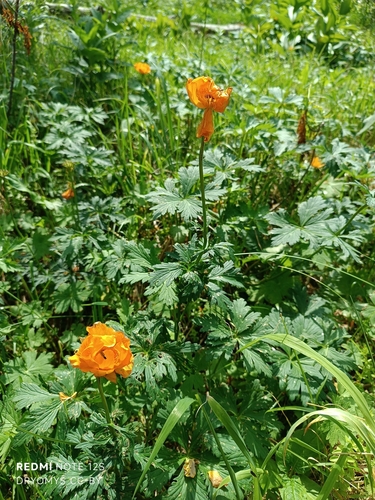 Trollius altaicus, photograph 6