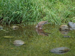 Streptopelia orientalis