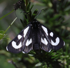 Alypia mariposa