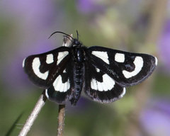 Alypia mariposa
