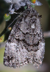 Annaphila decia