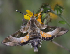 Proserpinus clarkiae