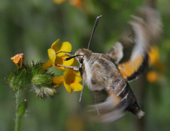 Proserpinus clarkiae