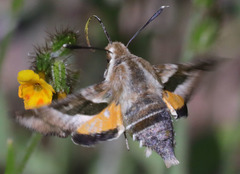 Proserpinus clarkiae