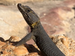 Hemicordylus capensis