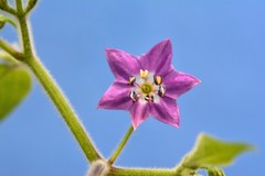 Capsicum pubescens