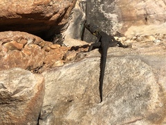 Hemicordylus capensis