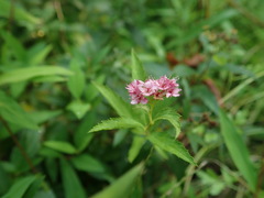 Rosaceae