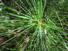 Pinus parviflora