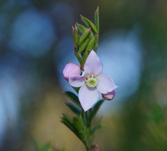Boronia floribunda