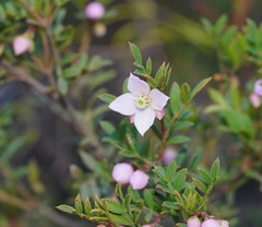 Boronia floribunda