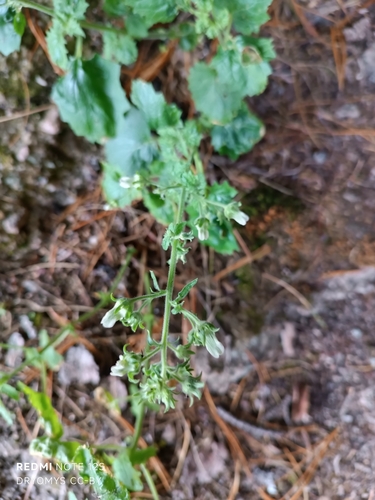 Scrophularia altaica, photograph 6