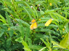 Pyrisitia dina
