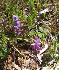 Lachenalia orchioides parviflora