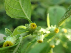 Carpesium abrotanoides