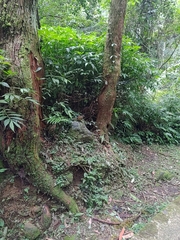 Liocichla steerii
