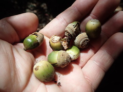 Quercus sessilifolia