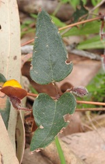 Platylobium infecundum