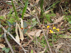 Platylobium infecundum