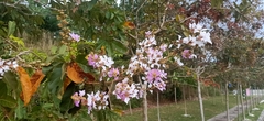 Lagerstroemia langkawiensis
