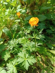 Trollius altaicus, photograph (c) Natalya Ivanova, some rights reserved (CC BY)