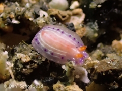 Hypselodoris paradisa