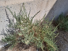 Caroxylon imbricatum