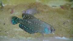 Austrolebias bellottii