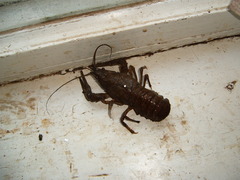 Pontastacus leptodactylus