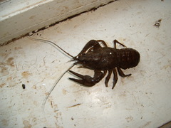 Pontastacus leptodactylus