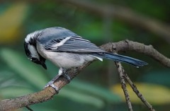 Parus minor commixtus
