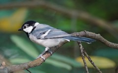 Parus minor commixtus