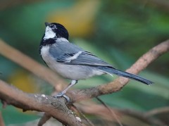 Parus minor commixtus
