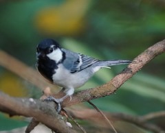 Parus minor commixtus