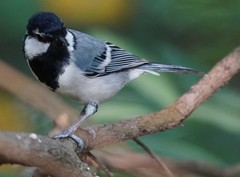 Parus minor commixtus