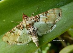 Azochis rufidiscalis
