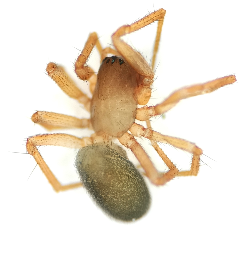 Porrhomma campbelli
