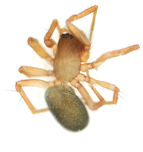 Porrhomma campbelli