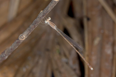 Indolestes insularis