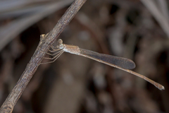 Indolestes insularis