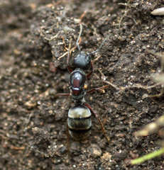 Camponotus suffusus
