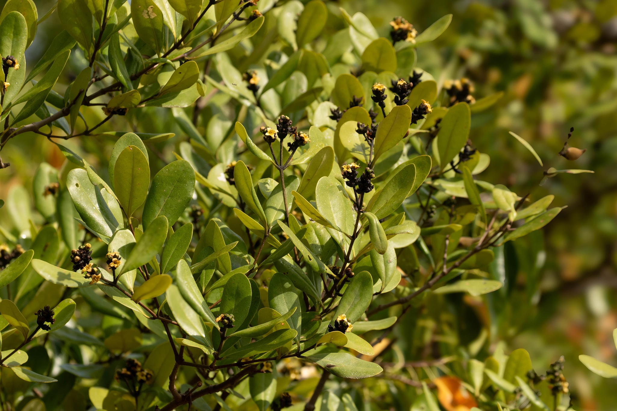 Avicennia officinalis — ảnh 2