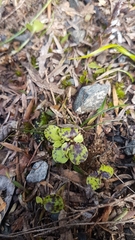 Melicytus macrophyllus