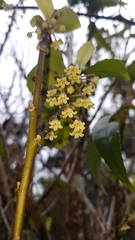 Melicytus macrophyllus