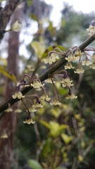 Melicytus macrophyllus