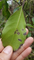 Melicytus macrophyllus