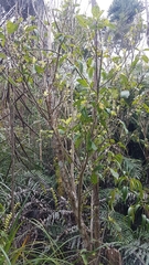 Melicytus macrophyllus