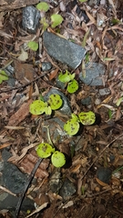 Melicytus macrophyllus