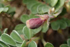 Tephrosia obovata